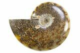 Polished Cretaceous Ammonite (Cleoniceras) Fossil - Madagascar #305918-1